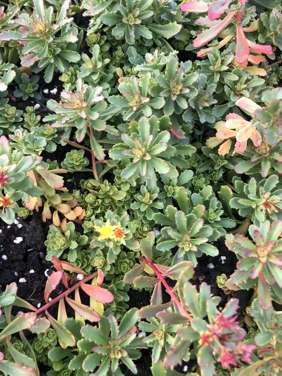Groep van Sedum planten met groene, dikke bladeren en rode randen, sommige met een gele bloem.