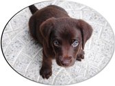 WallClassics - Dibond Ovaal - Bruine Honden Puppy - 40x30 cm Foto op Ovaal (Met Ophangsysteem)