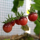 BIO tomaten zaden - Cherrytomaat Blue Berries