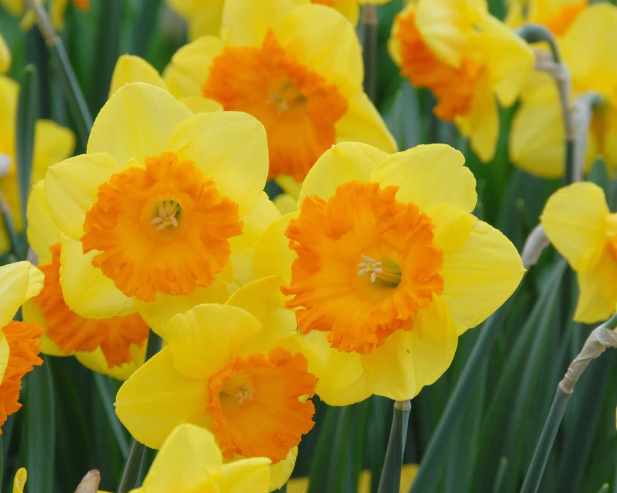Narcis Sunlover 25 bollen maat 12/14