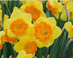 Narcis Sunlover 25 bollen maat 12/14