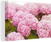 Canvas - Hortensia - Bloemen - Plant - Roze - 90x60 cm - Canvas doek - Canvas schilderijen natuur - Kamer decoratie