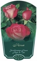 Rosa 'Rose Gaujard' - Roos in pot