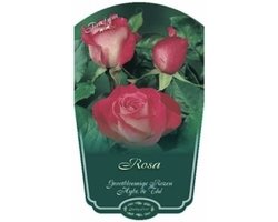 Rosa 'Rose Gaujard' - Roos in pot