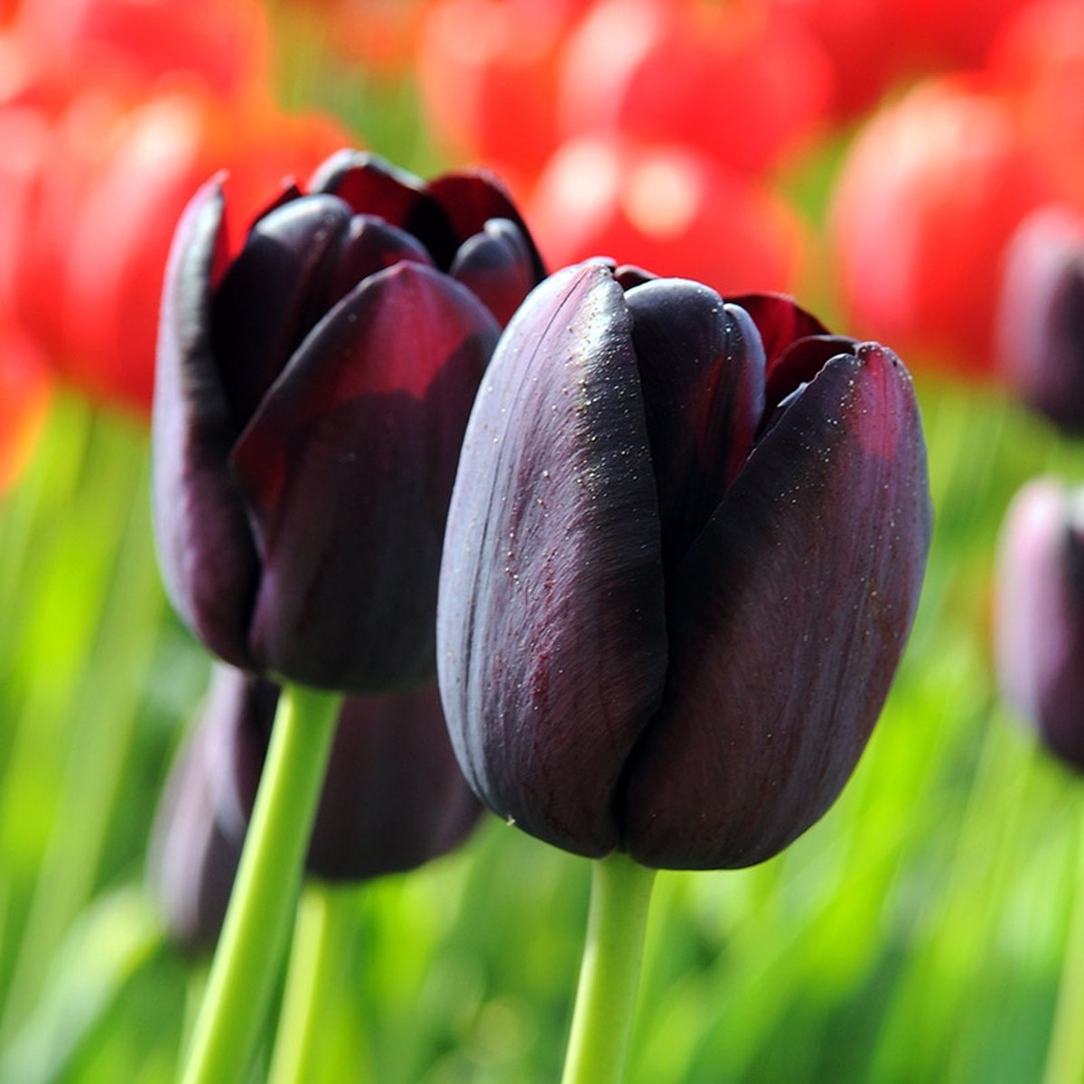 Grootverpakking Tulp Queen of Night | 50 stuks | Enkel laat | Zwart |