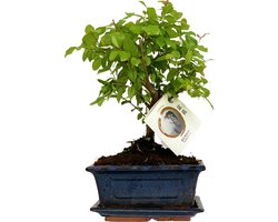 ZynesFlora Echte Bonsai Boom in Keramiek Sierpot - Hoogte: 25-30 cm - Kamerplant Feng Shui Zen Bonsai Meditatie Decoratie