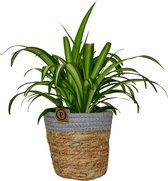 ZynesFlora - Chlorophytum in Mandje - Graslelie - Kamerplant in pot - Ø 12 cm - Hoogte: 25 - 30 cm - Luchtzuiverend