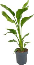 ZynesFlora - Strelitzia Nicolai - Paradijsvogelplant - Kamerplant in pot - Ø 19 cm - Hoogte: 70 - 80 cm - Plant - Kamerplant