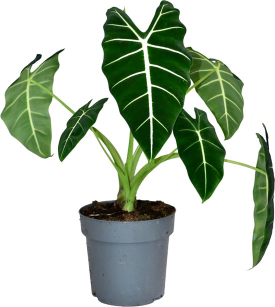 ZynesFlora - Alocasia Frydek - Ø 21 cm - ↕ Hoogte: 55 - 65 cm - Alocasia - Kamerplant