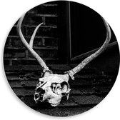 WallClassics - Panneau mural en mousse PVC - Crâne de cerf Zwart / Wit - Photo 50 x 50 cm sur cadre mural (avec système de suspension)
