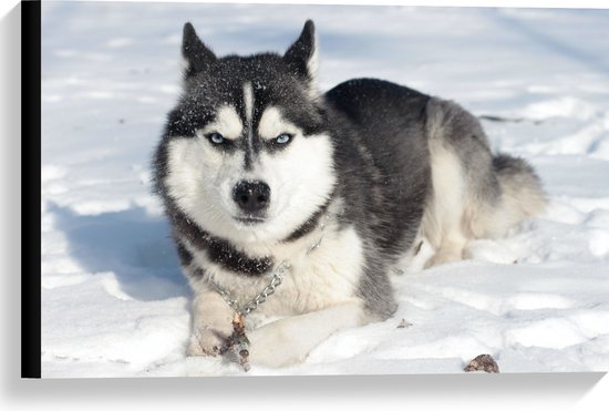 WallClassics - Toile - Husky en colère dans la neige - 60x40 cm Tableau sur toile (Décoration murale sur toile)