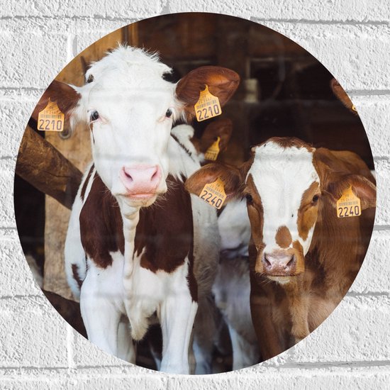 WallClassics - Muursticker Cercle - Vaches dans l'étable d'une ferme - 40x40 cm Photo sur Muursticker