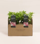 Hydrangea Living Strawberry Blossom® - 4 stuks - Voordeelverpakking