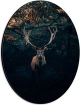 WallClassics - Dibond Ovaal - Hert met Groot Gewei tussen de Bomen - 21x28 cm Foto op Ovaal (Met Ophangsysteem)