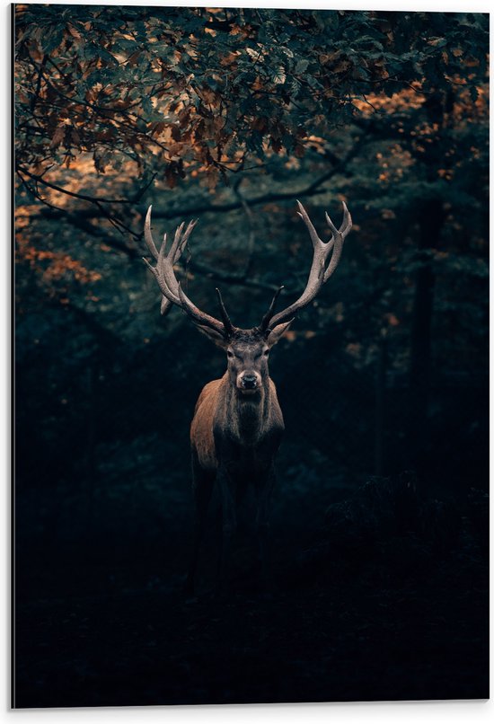 WallClassics - Dibond - Cerf aux Groot Bois entre les Arbres - Photo 40x60 cm sur Aluminium (Avec Système d'accrochage)