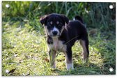 WallClassics - Tuinposter – Puppy in het Gras - 60x40 cm Foto op Tuinposter  (wanddecoratie voor buiten en binnen)