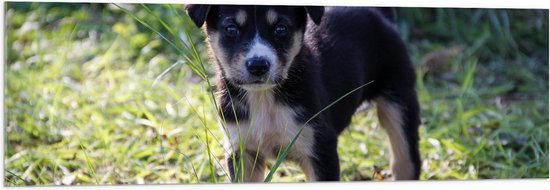 WallClassics - Verre Acrylique - Puppy dans l'herbe - 120x40 cm Photo sur Verre Acrylique (Avec Système de Suspension)