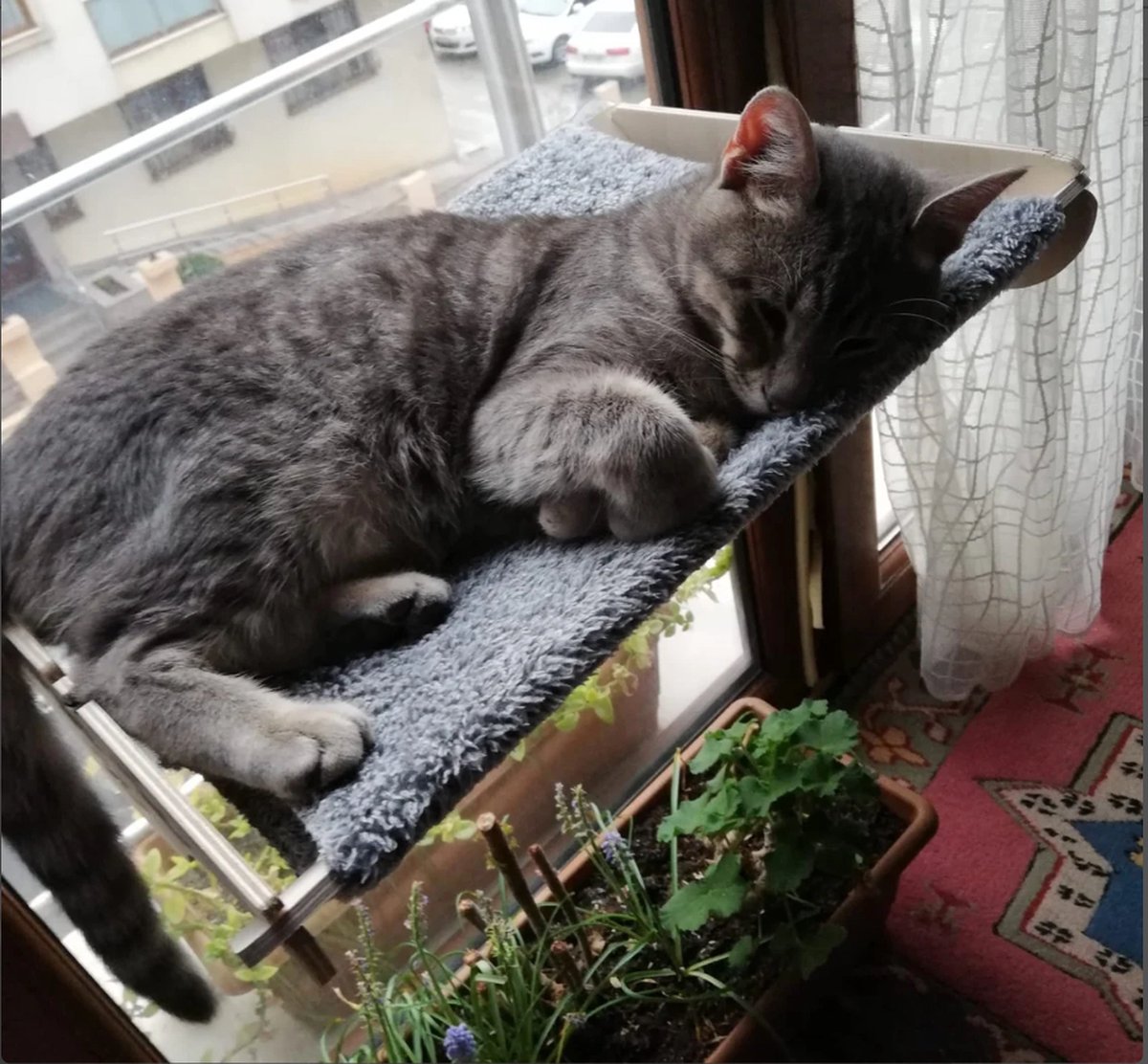 Arnillo - Kattenhangmat - Kattenhangmat Raam - Kattenmand - Kattenbed - Kattenbed Raam - Kat Decoratie - Houten Kattenhangmat – foto 2