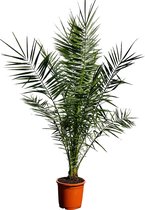 Tropictrees - Palmboom - Phoenix Canariensis - Canarische Dadelpalm - Pot ⌀ 30cm - Hoogte ca. 160cm