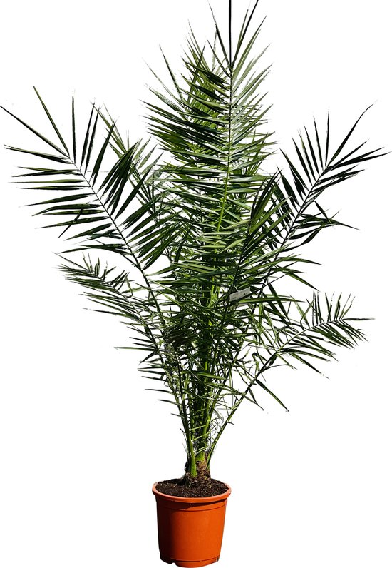Wil jij ook deze exotische CANARISCHE DADELPALM? | Phoenix Canariensis