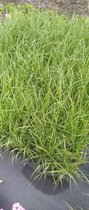 4 Siergrassen : Pennisetum alopecuroides - Lampenpoetsersgras’ p17
