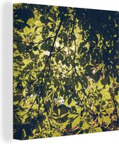 Canvas Schilderij Bladeren - Natuur - Boom - Zon - 50x50 cm - Wanddecoratie