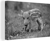 Canvas Schilderij Wild zwijn kalf in het gras - zwart wit - 30x20 cm - Wanddecoratie
