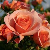 Rosa 'Aprikola' - roos in pot