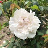 Rosa 'Mme. Alfred Carriere' - Roos, Klimroos in pot