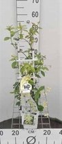 Trachelospermum jasminoides 'Star of Toscane' - Gele sterjasmijn 50 60 cm in pot