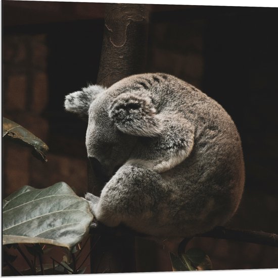 WallClassics - Dibond - Slapende Koala - 80x80 cm Foto op Aluminium (Wanddecoratie van metaal)