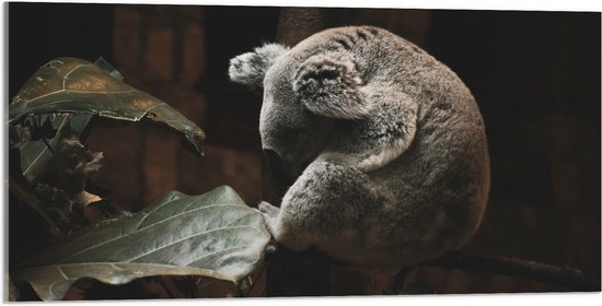 WallClassics - Acrylglas - Slapende Koala - 100x50 cm Foto op Acrylglas (Met Ophangsysteem)