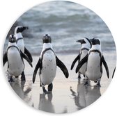 WallClassics - PVC Schuimplaat Muurcirkel - Waggelende Pinguïns op het Strand - 60x60 cm Foto op Muurcirkel (met ophangsysteem)