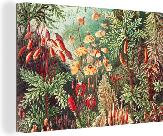 Canvas - Bloemen - Planten - Groen - Rood - Muurdecoratie - Ernst Haeckel - Kunst - Schilderijen woonkamer - Canvas schilderij - 120x80 cm