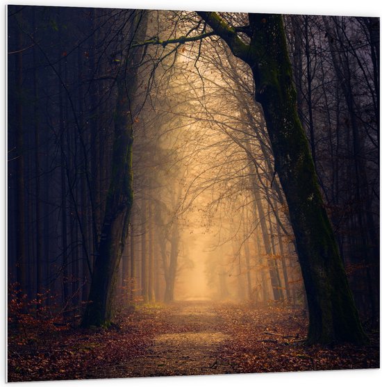 WallClassics - PVC Schuimplaat- Mysterieus licht in Duister Bos - 100x100 cm Foto op PVC Schuimplaat