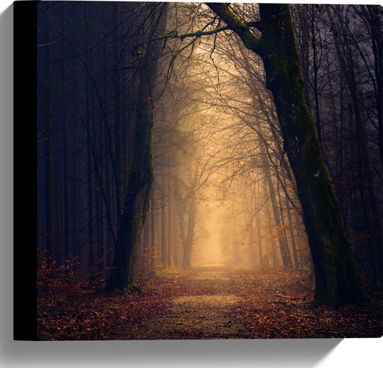 WallClassics - Canvas  - Mysterieus licht in Duister Bos - 30x30 cm Foto op Canvas Schilderij (Wanddecoratie op Canvas)