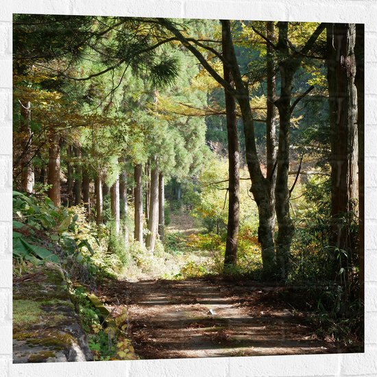 WallClassics - Muursticker - Zandweg in het Bos met Mooie Lichtinval - 80x80 cm Foto op Muursticker