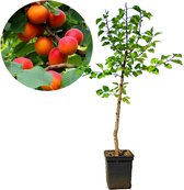 Prunus armeniaca ‘Lady Cot’ abrikoos - 5 liter pot - 80cm
