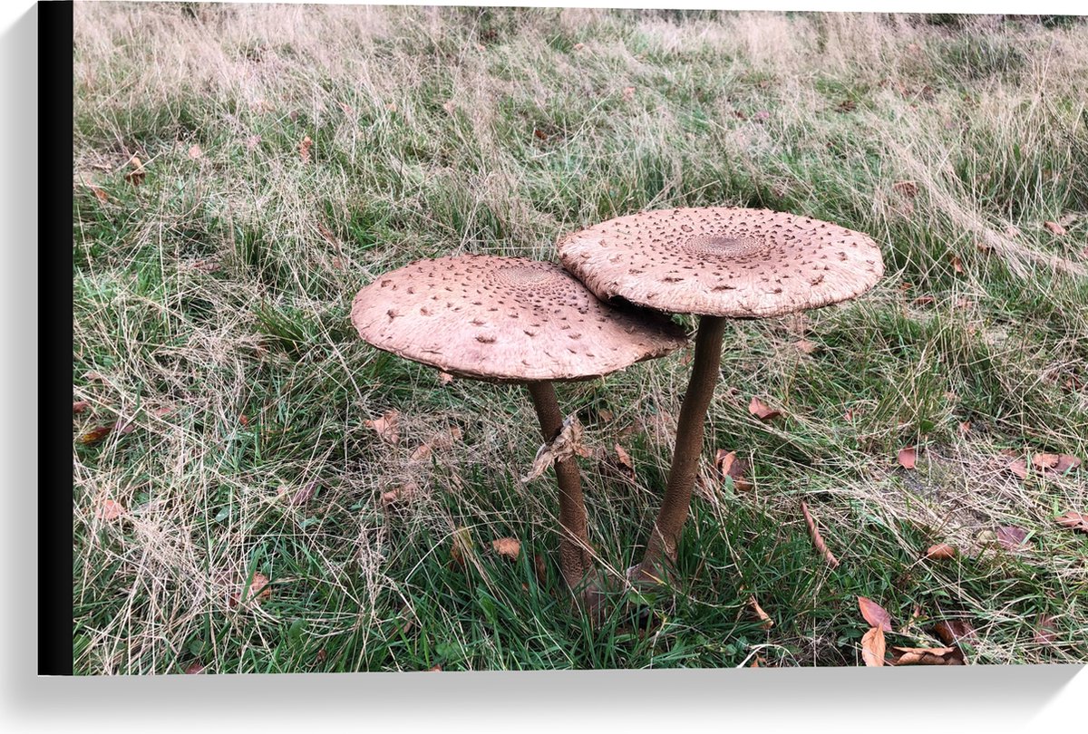 Canvas - Twee Grote Parasolzwam Paddenstoelen - 60x40 cm Foto op Canvas Schilderij (Wandde