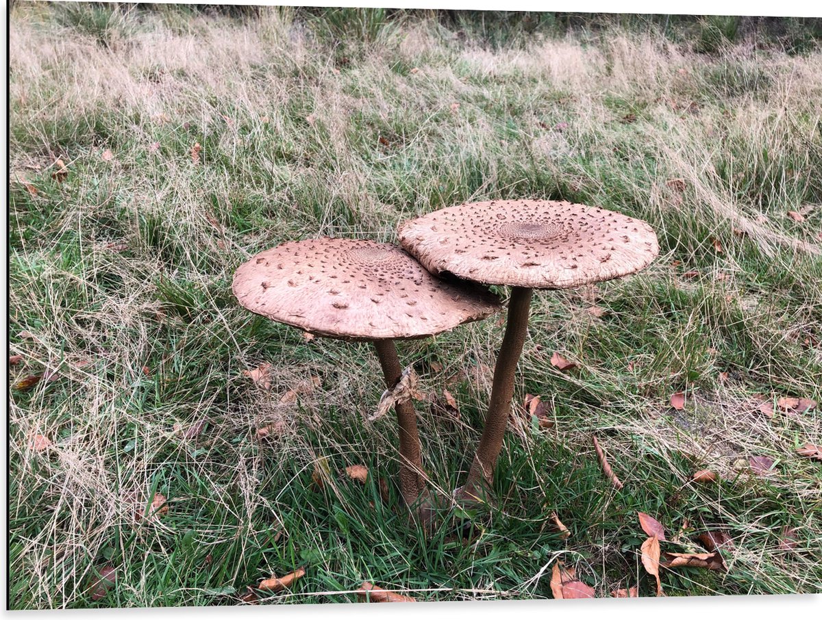 Dibond - Twee Grote Parasolzwam Paddenstoelen - 80x60 cm Foto op Aluminium (Wanddecoratie van metaal)