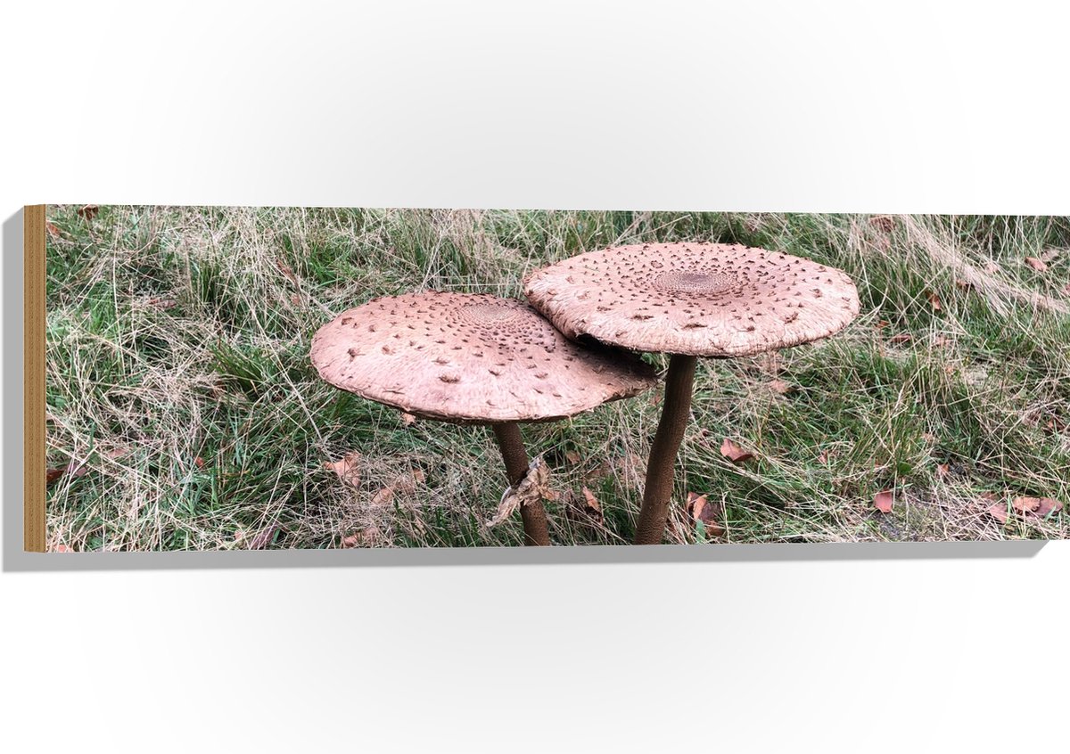 Hout - Twee Grote Parasolzwam Paddenstoelen - 90x30 cm - 12 mm dik - Foto op Hout (Met Oph