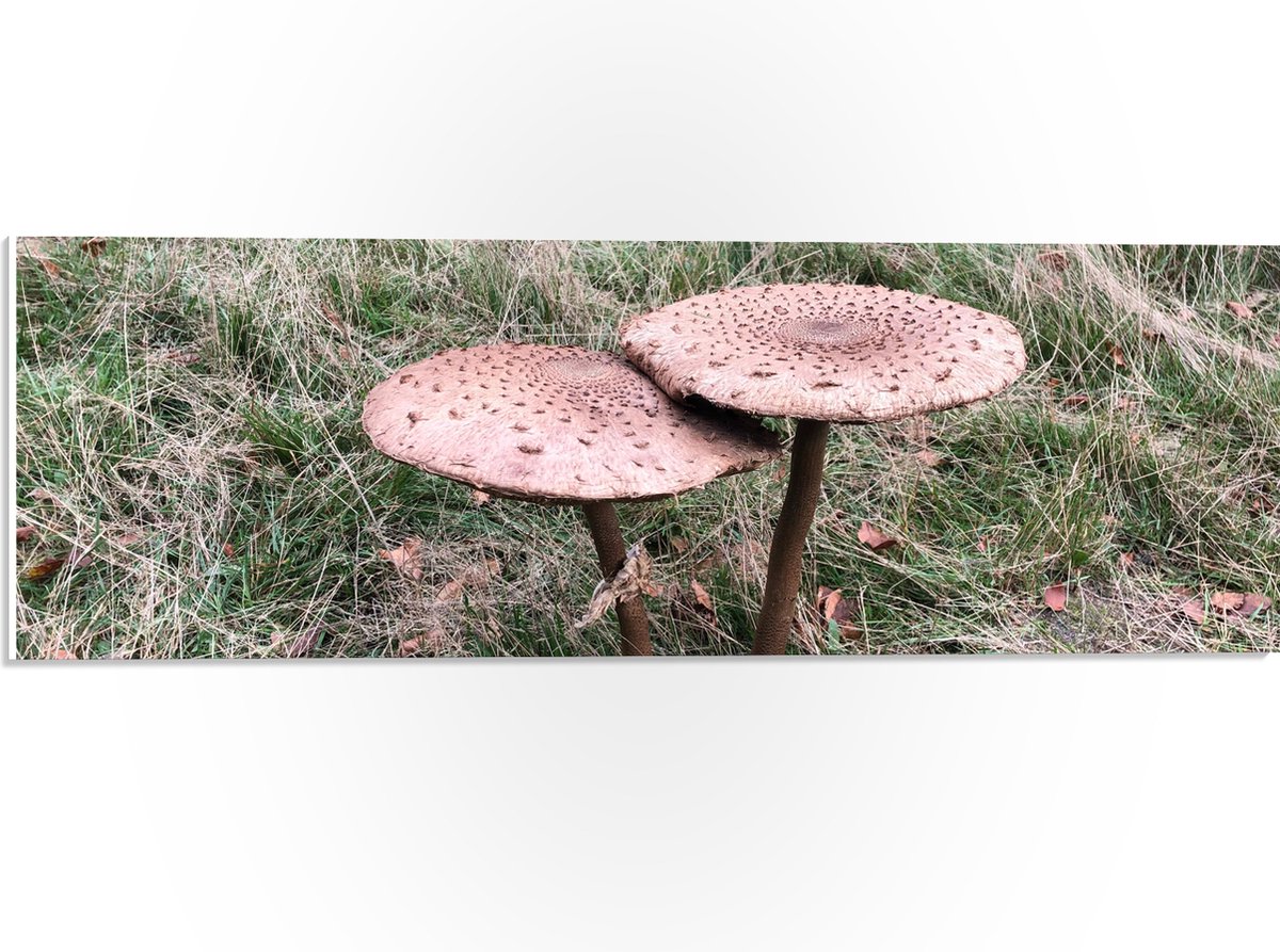 PVC Schuimplaat- Twee Grote Parasolzwam Paddenstoelen - 60x20 cm Foto op PVC Schuimplaat
