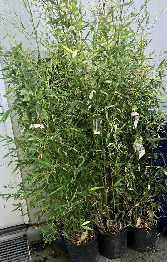 Foto: 1 x phyllostachys aurea gouden bamboe reuzenbamboe 125 150 in c10 liter pot