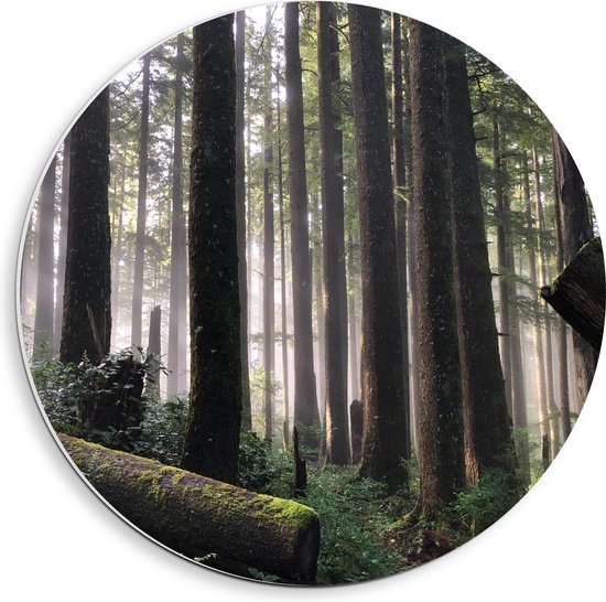 WallClassics - PVC Schuimplaat Muurcirkel - Bos met Omgevallen Bomen - 40x40 cm Foto op Muurcirkel (met ophangsysteem)