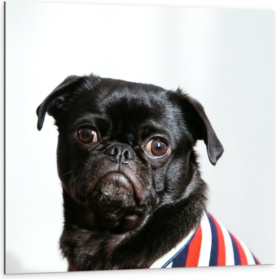 WallClassics - Dibond - Mopshond / Pug met Kleren aan - 100x100 cm Foto op Aluminium (Wanddecoratie van metaal)