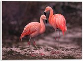 WallClassics - PVC Schuimplaat - Roze Flamingos - 40x30 cm Foto op PVC Schuimplaat (Met Ophangsysteem)