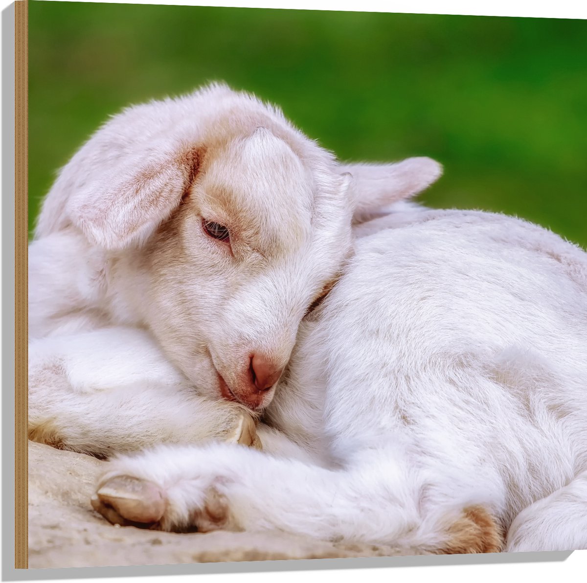Hout - Baby Geitje - 80x80 cm - 12 mm dik - Foto op Hout (Met Ophangsysteem)