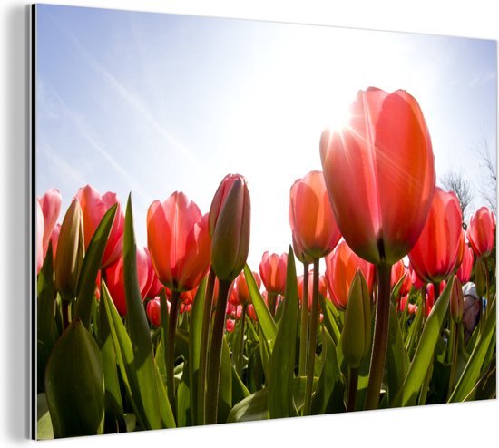 Wanddecoratie Metaal - Aluminium Schilderij Industrieel - Bloemen - Tulpen - Zon - 90x60 cm - Dibond - Foto op aluminium - Industriële muurdecoratie - Voor de woonkamer/slaapkamer