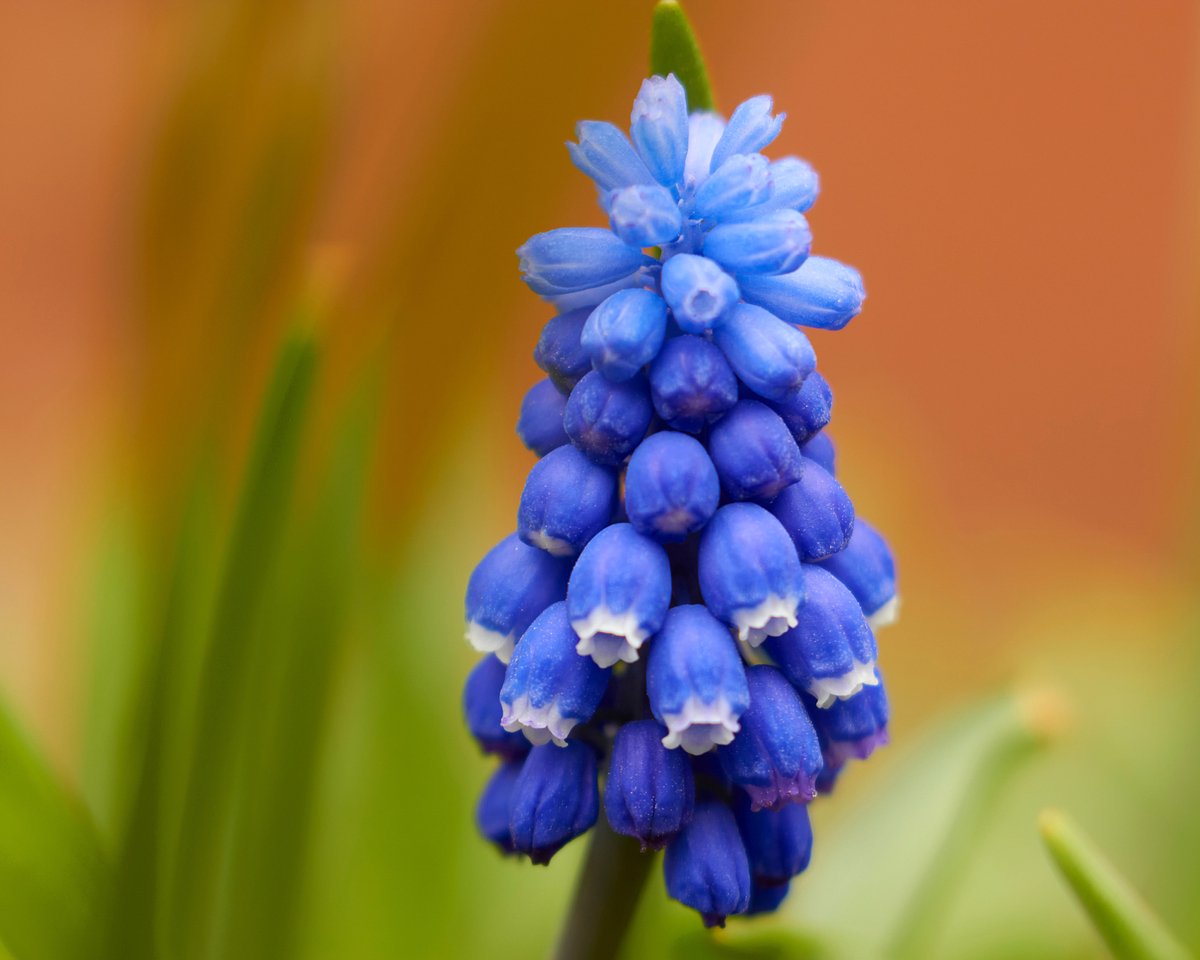 Blauw Druifje (Muscari armeniacum) 30 stuks