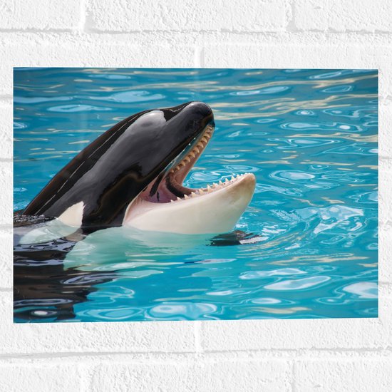 WallClassics - Muursticker - Orca in het Zwembad - 40x30 cm Foto op Muursticker